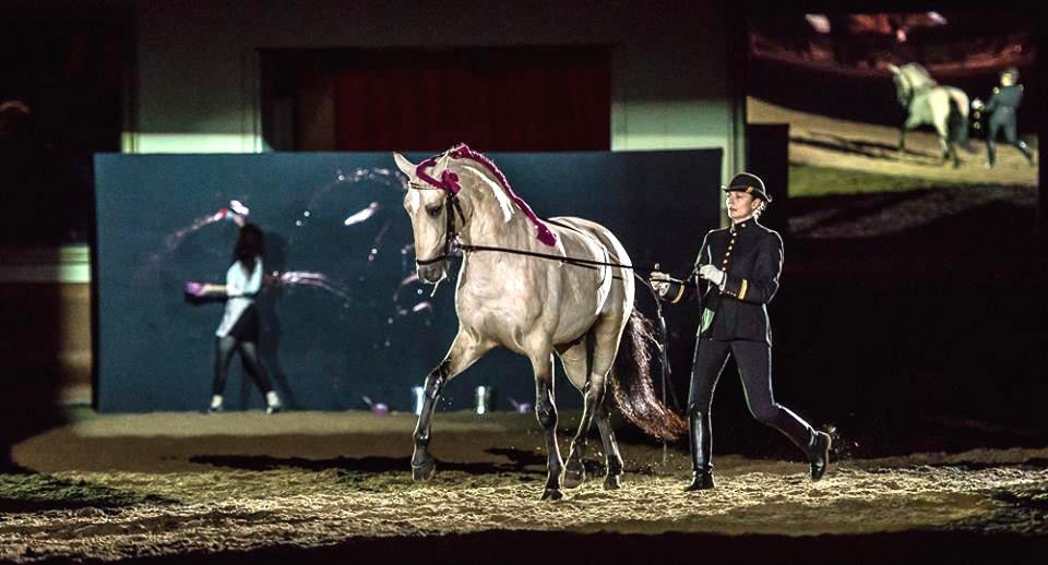 Artcheval à Saumur - 2014